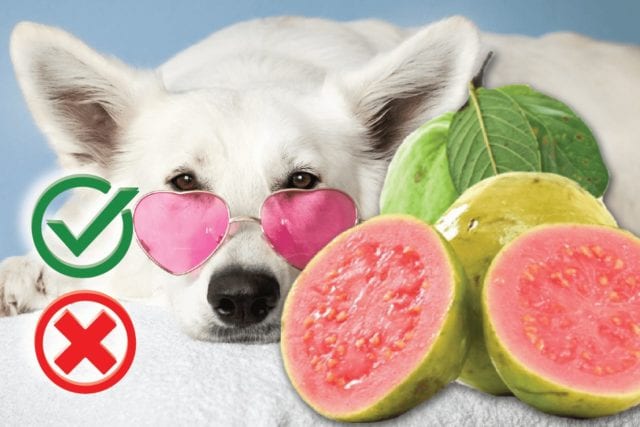 Can Dogs Eat Guava? Good or Harmful