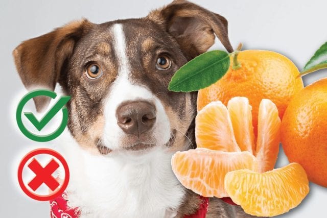 Can dogs eat mandarin? Good or Harmful
