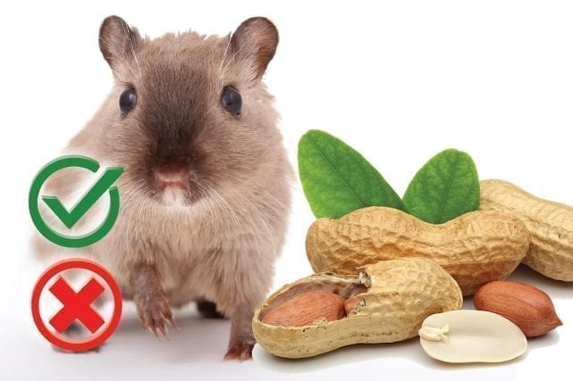 Can hamsters eat peanuts? Good or Harmful
