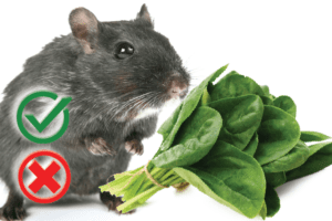 Can hamsters eat spinach? Good or Harmful