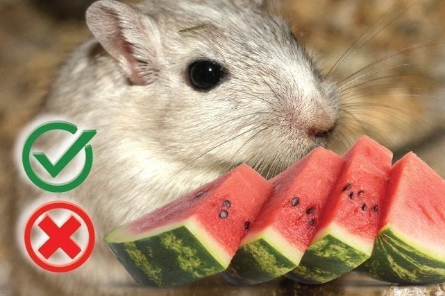Can hamsters eat watermelon? Good or Harmful