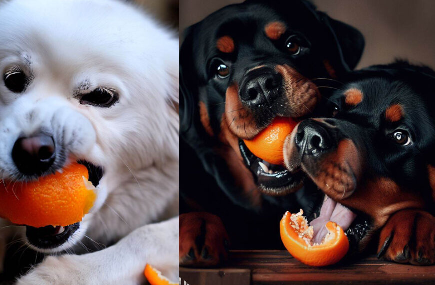 Can dogs eat mandarin