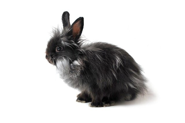 Hair loss in rabbits: causes and treatments