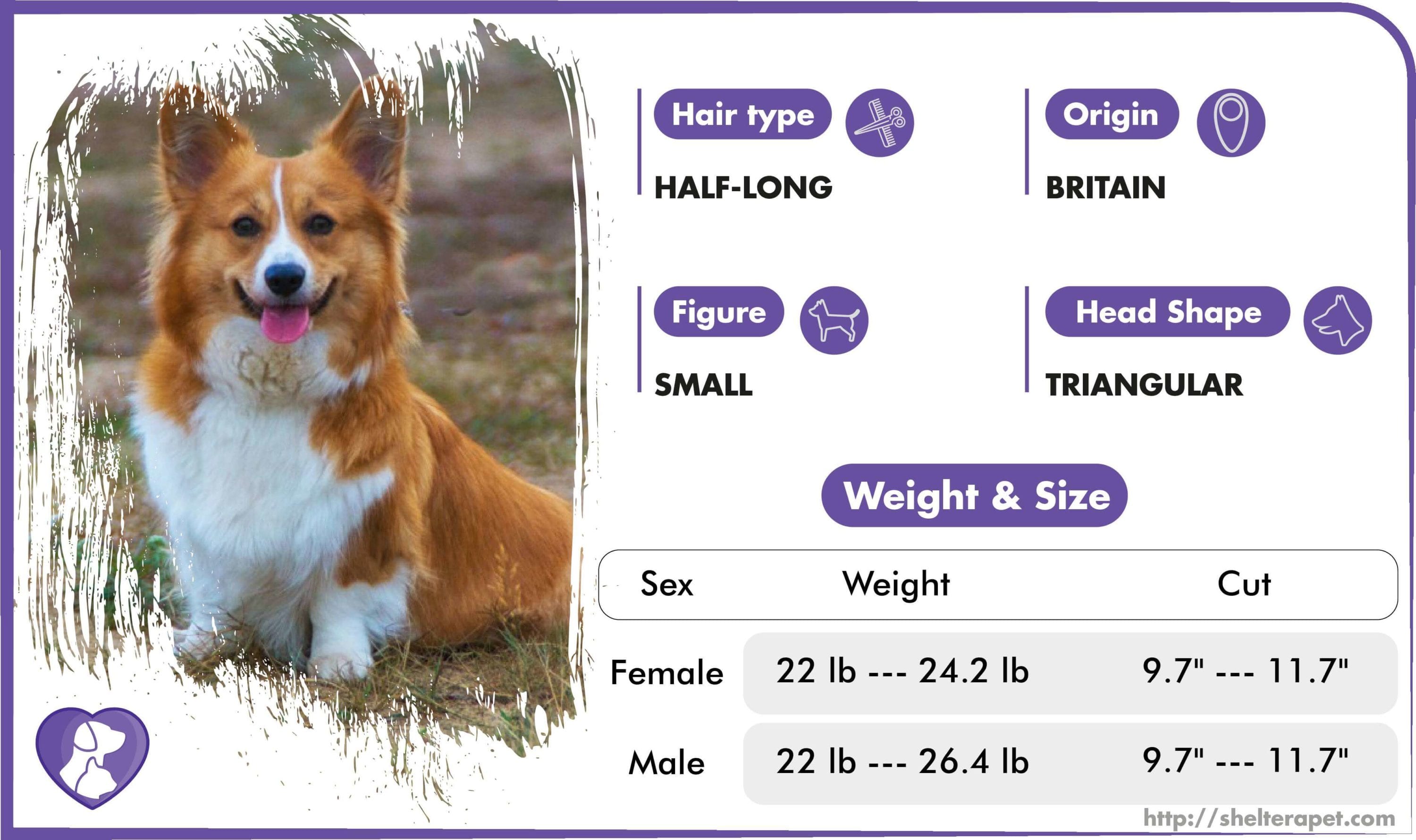 5 Best Reviewed Corgi Breeders in New Hampshire 2022