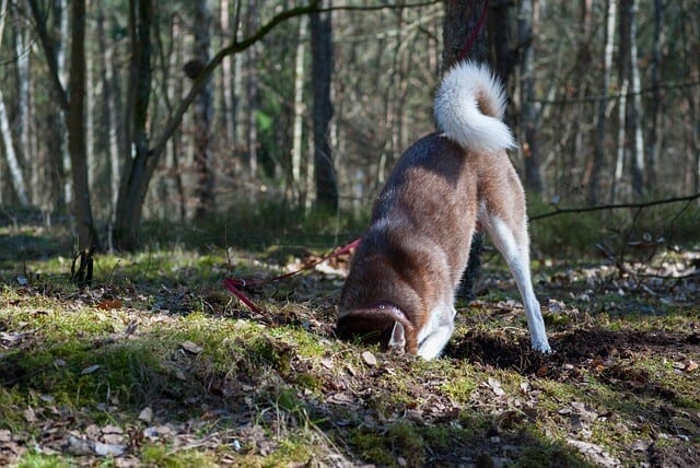 How do you stop a dog from digging? 13 tips