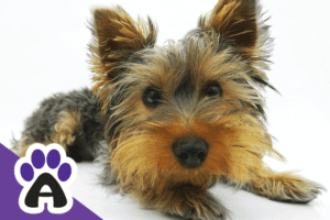 How Long Do Yorkshire Terriers Live and How to Extend Their Life