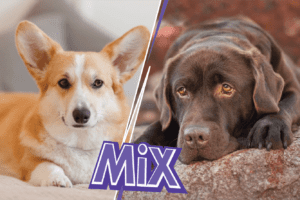 Everything To Know About the Corgi Labrador retriever Mix