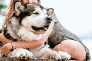 How to train an Alaskan Husky, all methods