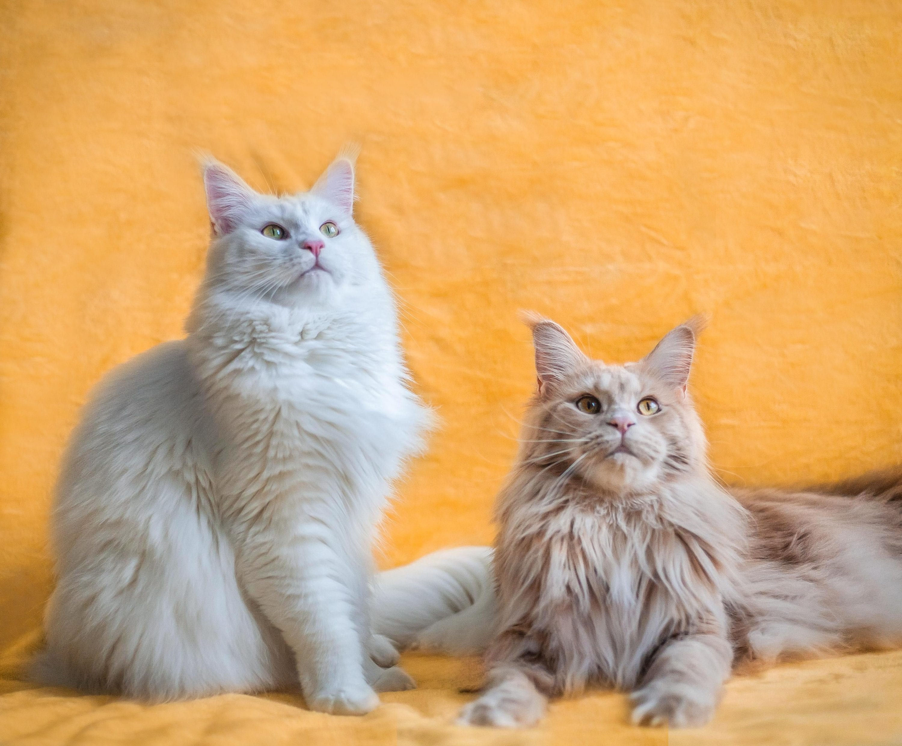 Truth and myths about Maine Coon allergies