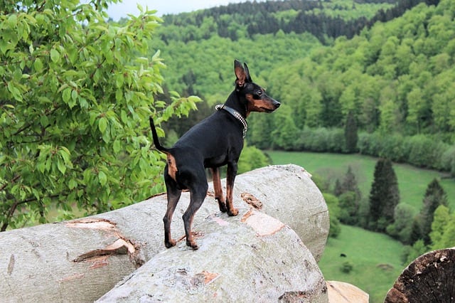 Doberman mini (miniature pinscher): Everything you need to Know