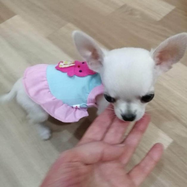 The Chihuahua Mini - All About The Dwarf Breed