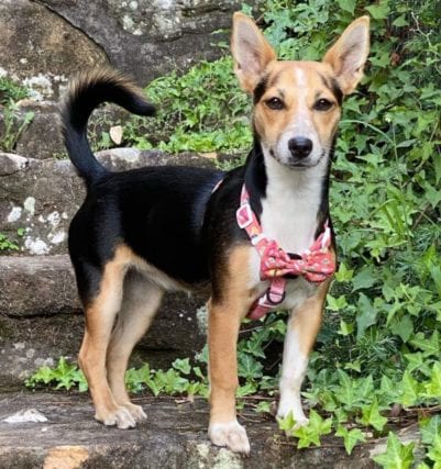 EVERYTHING TO KNOW ABOUT THE JACK RUSSELL CORGI MIX