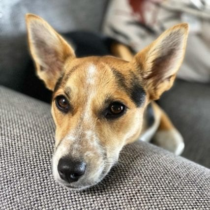 EVERYTHING TO KNOW ABOUT THE JACK RUSSELL CORGI MIX
