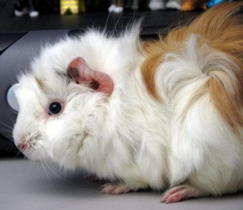 White guinea pigs: Everything you Need To Know