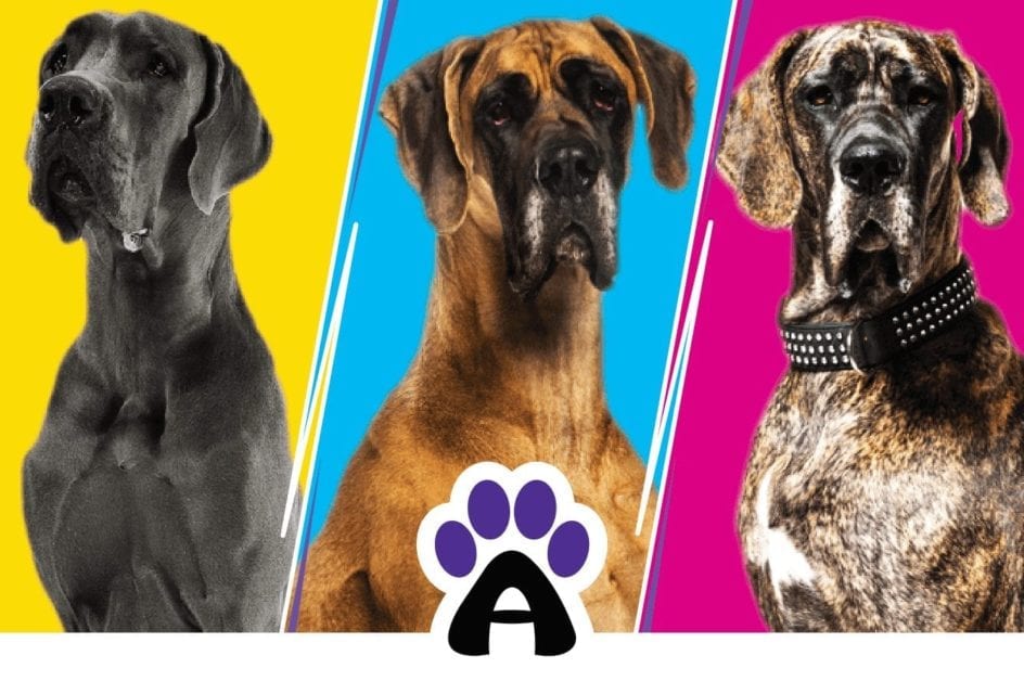 Great Dane: types of colors and hair care features