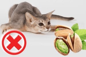 Why Shouldn't Cats Eat Pistachios?