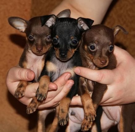 RUSSIAN TOY TERRIER