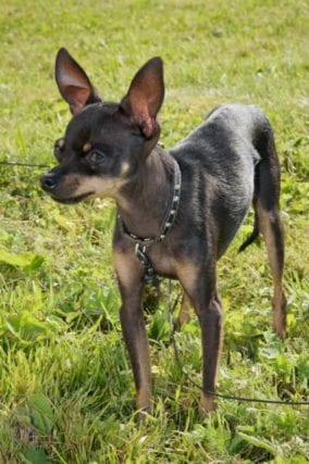RUSSIAN TOY TERRIER