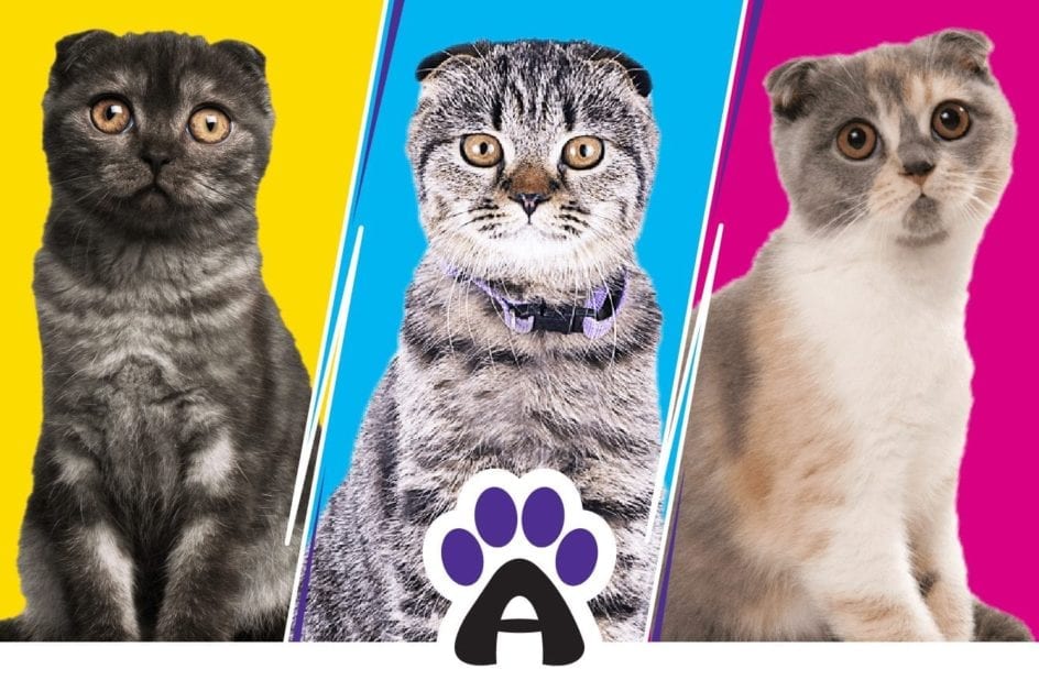 Scottish Fold Colors: Discover All The Color Patterns
