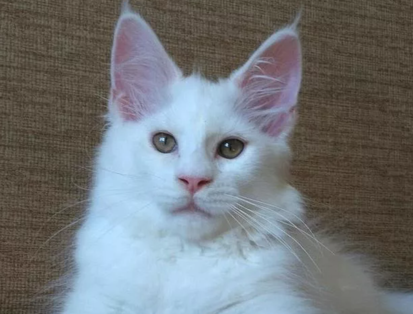 White maine coon