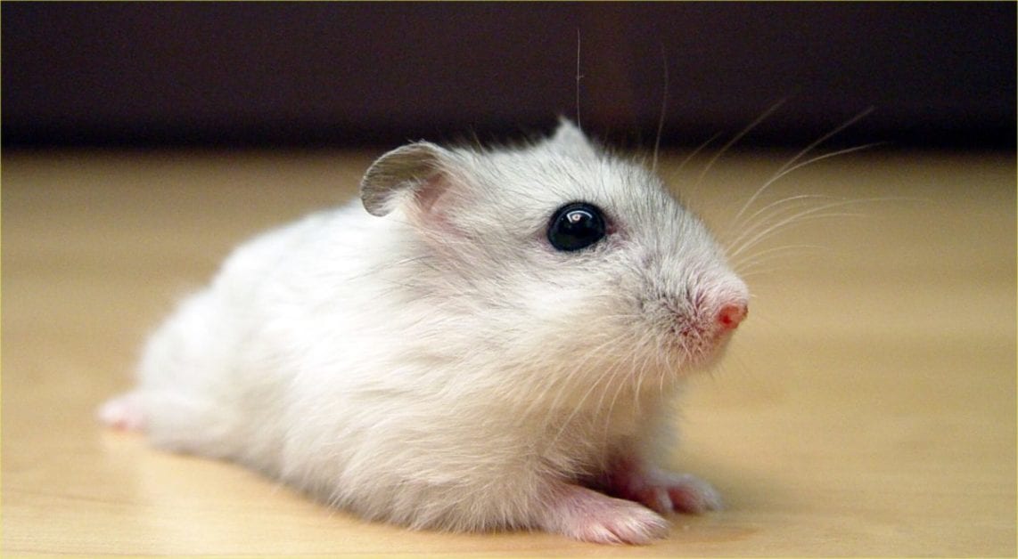 Winter White Dwarf Hamster lifespan & How To Extend It