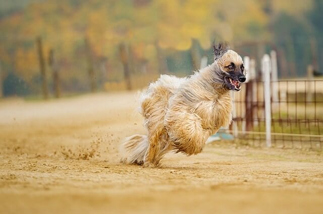 Top 10 Fastest Dogs In The World