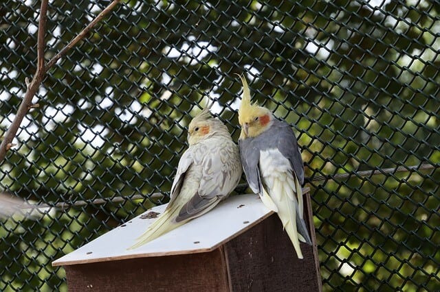 Cockatiels Life Expectancy And Living Conditions