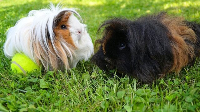 White guinea pigs: Everything you Need To Know