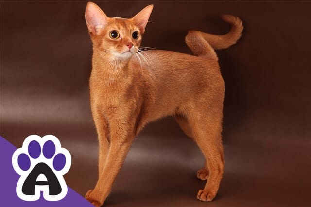 The Abyssinia cat colors