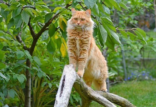 The Red Maine Coon: Genetics, Varieties, and Character of Big Cats With Red Color