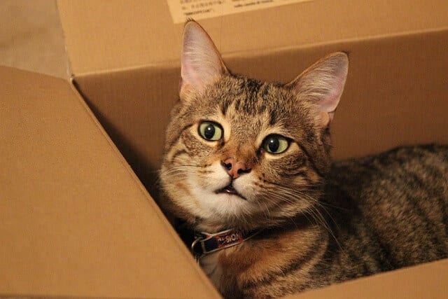 Learn Why Do Cats Love Cardboard Boxes