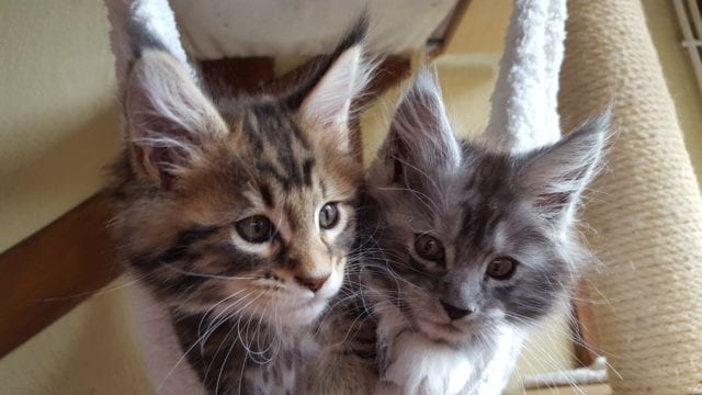 Maine Coon Breeding: Everything You need to Know