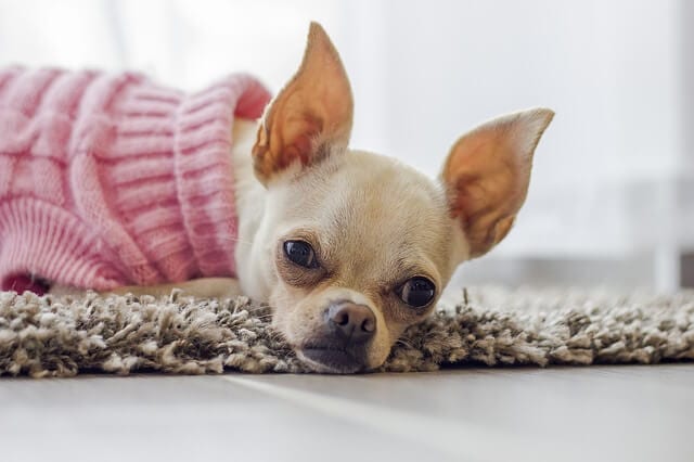 How Long Do Chihuahua's Live & How To Determine Their Age By External Signs