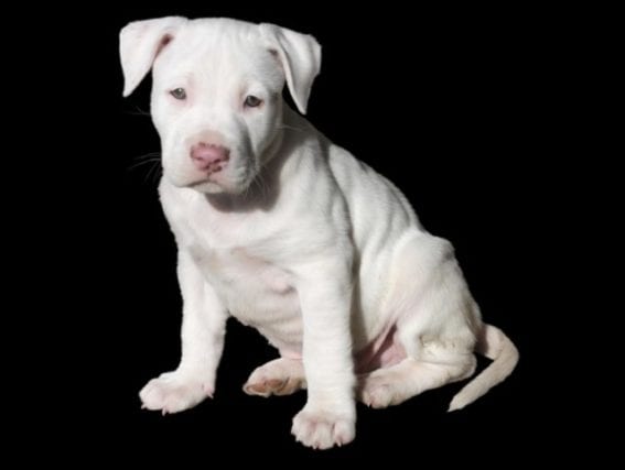 Types of pit bull colors: black, gray, white, blue, and more