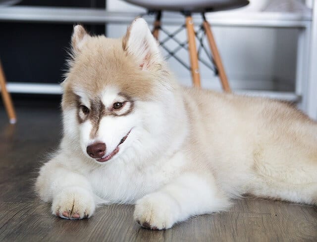 The Most Popular And Rarest Colors Of The Siberian Husky