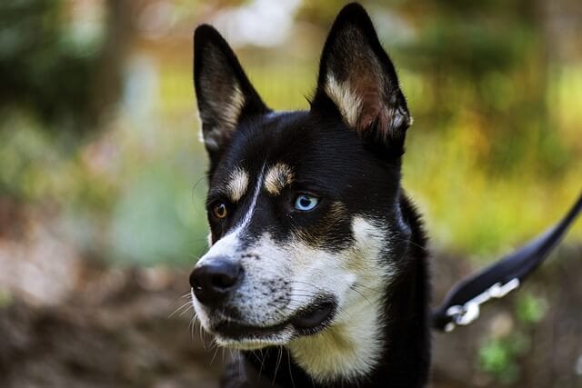Husky With Different Eyes: Normal Or Defect?