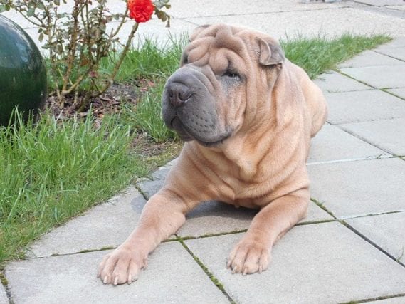 What’s a Shar-Pei life expectancy, and How to prolong the life of a stubborn plush