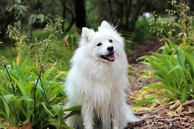 German Spitz Colors: From White Cloud to Black Charcoal