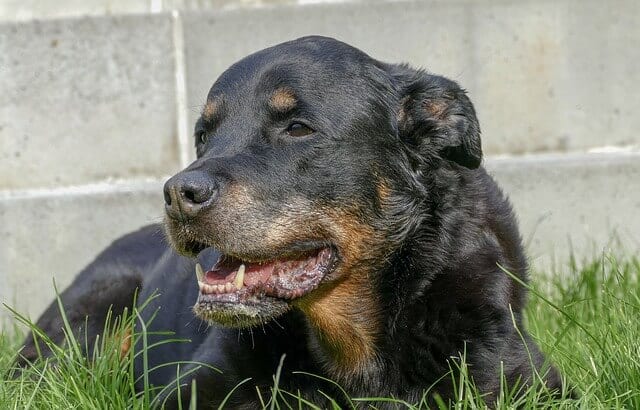 How Long Do Rottweilers Live and How to Prolong their life