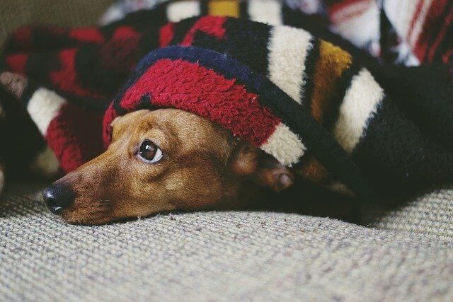 Dachshund Lifespan: How to Protect Your Pet from Premature Death