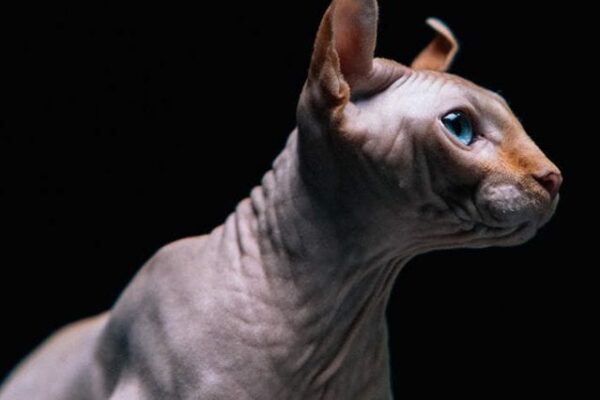 How long do Sphynx cats live: life expectancy of bald cats at home