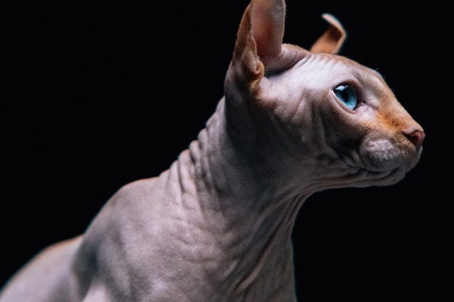 How long do Sphynx cats live: life expectancy of bald cats at home