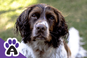 How long do Russian spaniels live & how to prolong the life of a little hunter?