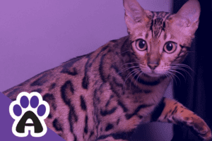 How long do Bengal cats live and how to achieve longevity?