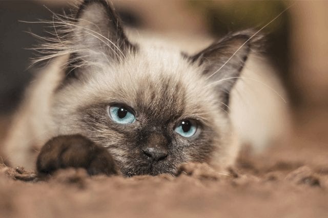 How long can a domestic Siamese cat live and how to prolong its life?