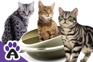 Can Cats Use The Same Litter Box? (Expert Advice)