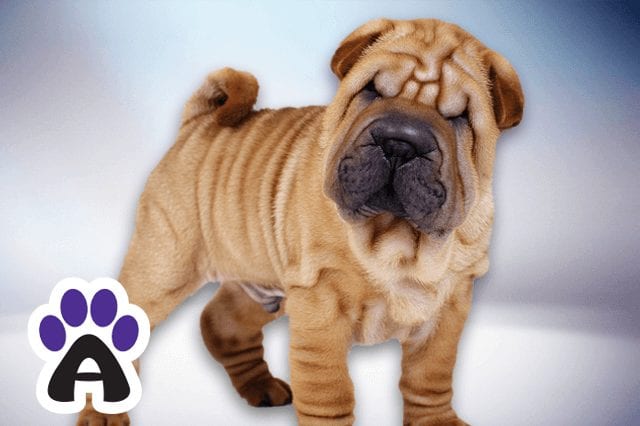 What's a Shar-Pei life expectancy, and How to prolong the life of a stubborn plush