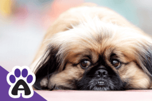 The life expectancy of a Pekingese & How to prolong their life