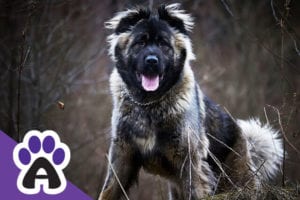 How Long Do Caucasian Shepherd Dogs Live And How To Extend Their Life