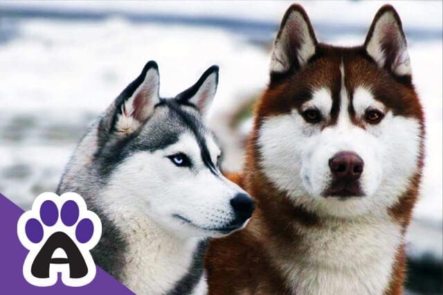 The Most Popular And Rarest Colors Of The Siberian Husky